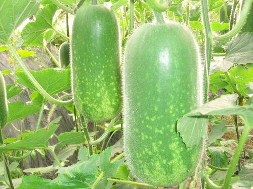 娱乐吃瓜酱小冬瓜